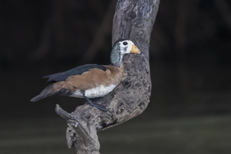 Pygmy Goose    Gambia