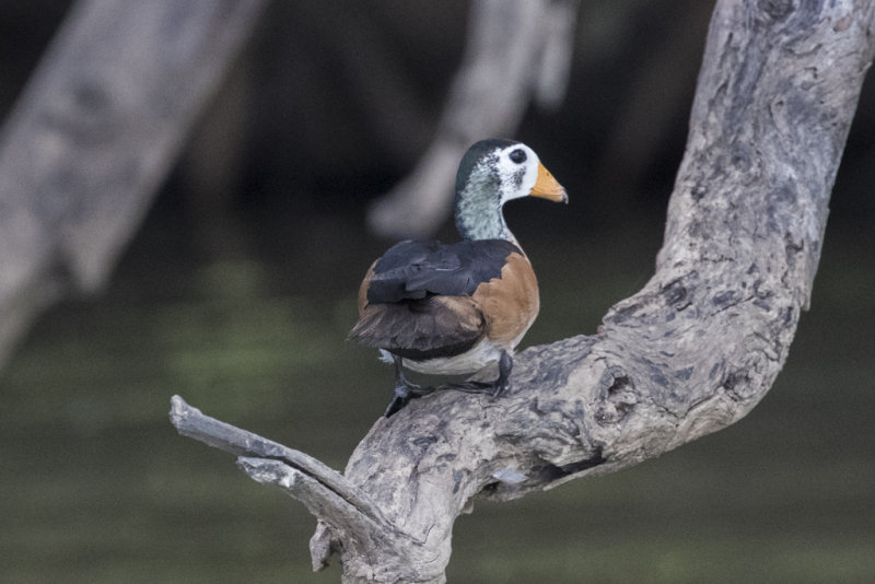 Pygmy Goose    Gambia