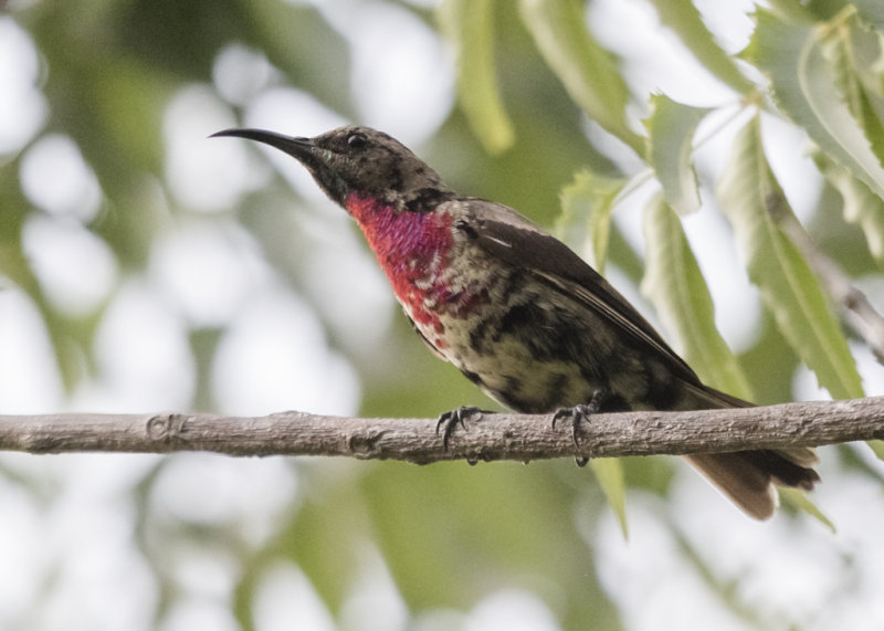 Scarlet-chested Sunbird   Gambia