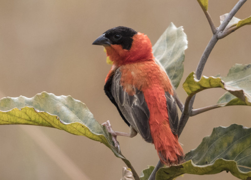 Northern Red Bishop   The Gambia