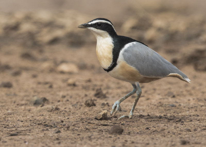 Egyptian Plover    Gambia
