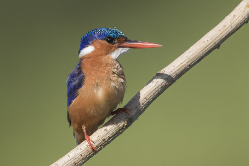 Malachite Kingfisher   Gambia 