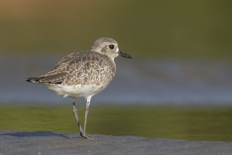 Grey Plover  Gambia