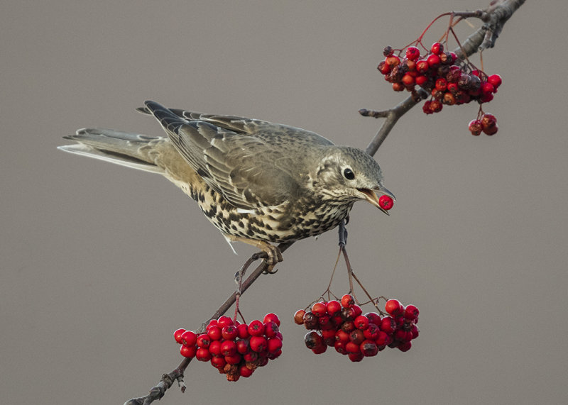 Thrush,Mistle 