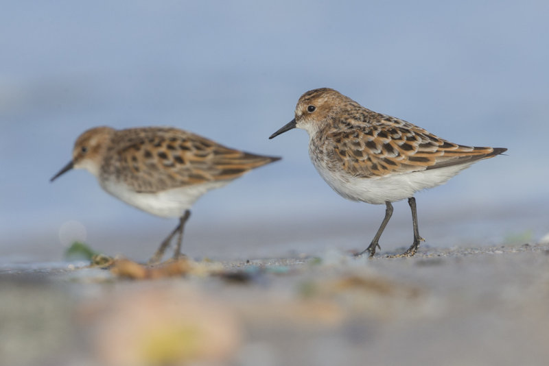 Little Stint    Bulgaria