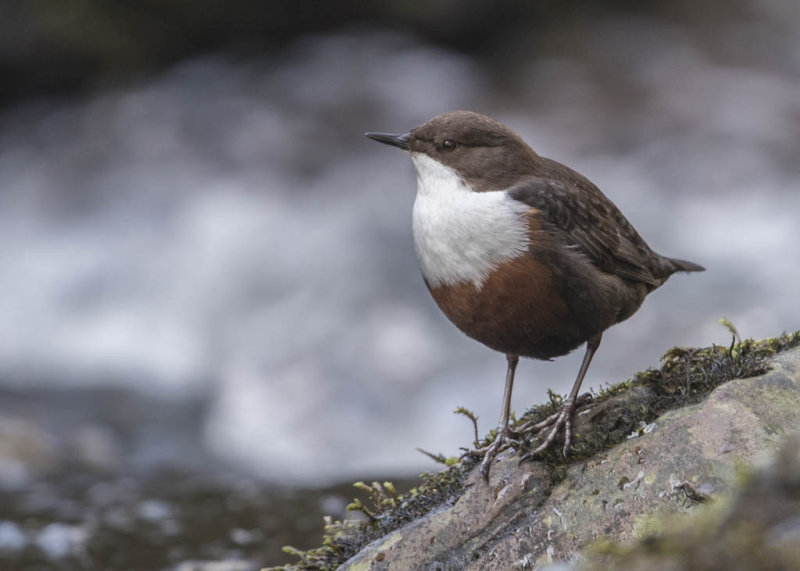 Dipper,White-fronted 