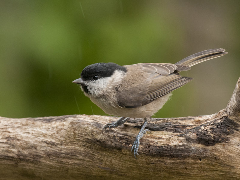 Marsh Tit     Wales