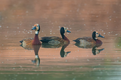 White-faced Whistling Duck    Gambia