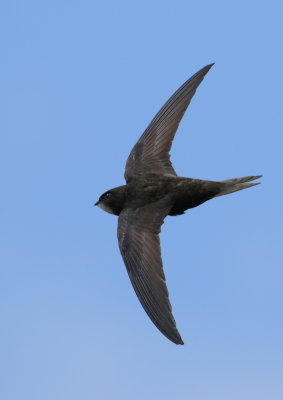 Common Swift   Wales