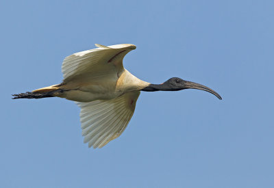 Black-headed Ibis  Sri Lanka