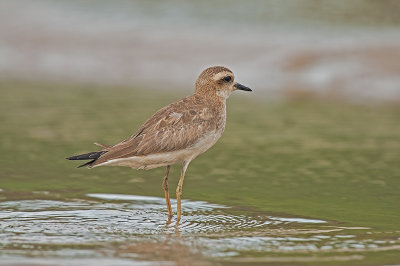 Caspian Plover Goa 