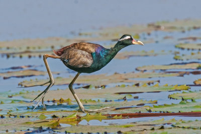 Jacana,Bronze-winged