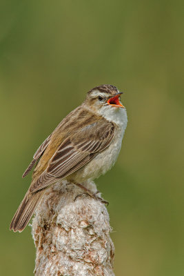 Warbler,Sedge