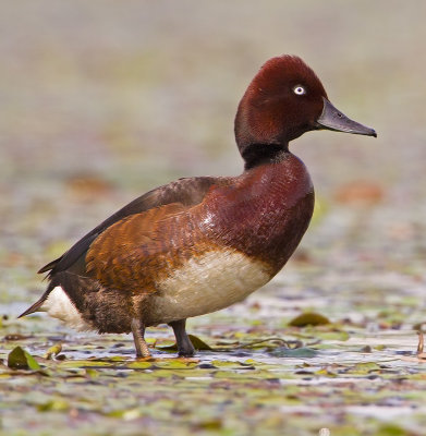 Ferruginous Duck  Hortobgy,Hungary