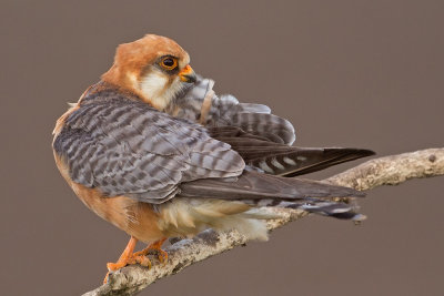 Falcon,Red Footed