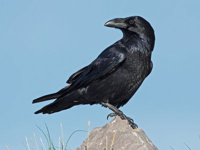 Raven,Common