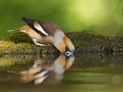 Hawfinch   Debrecen,Hungary