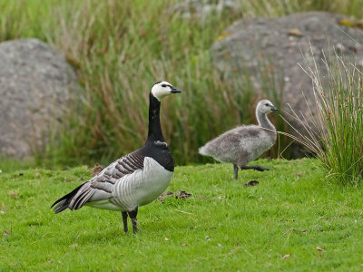 Barnacle Goose  Derwentwater Cumbria