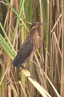 Bittern, Black