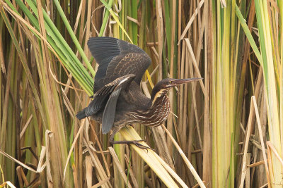 Black Bittern  Bundala NP, Sri Lanka 