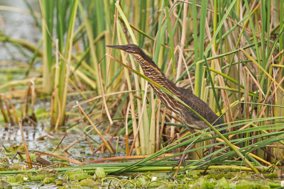 Black Bittern  Bundala NP, Sri Lanka 