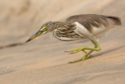 Indian Pond Heron  Sri Lanka