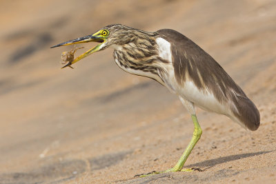 Indian Pond Heron  Sri Lanka