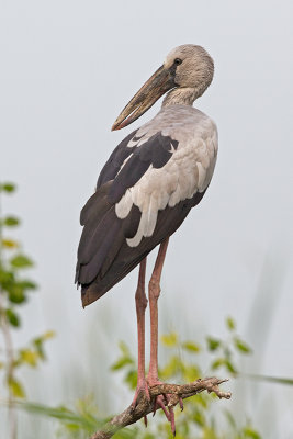 Asian Openbill Stork     Sri Lanka