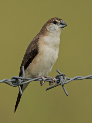 Indian Silverbill   Sri Lanka