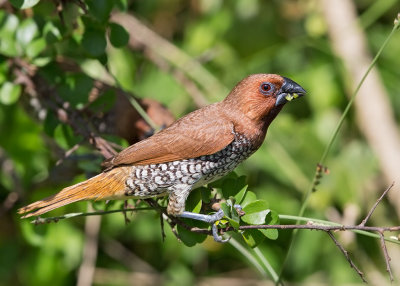 Scaly-breasted Munia   Sri Lanka