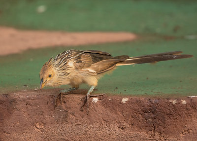 Cuckoo,Guira
