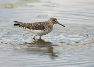 Solitary Sandpiper   Barbados,West Indies.