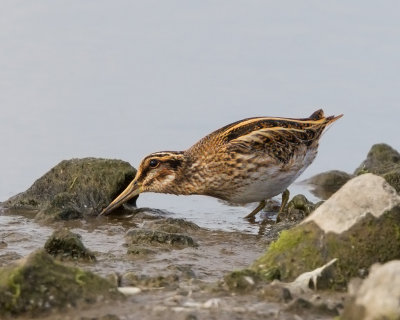 Jack Snipe   Conwy RSPB