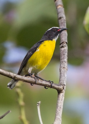 Bananaquit   St Lucia,West Indies