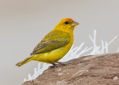 Orange Fronted Yellow-Finch