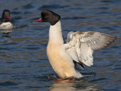 Goosander  Llanberis Gwynedd