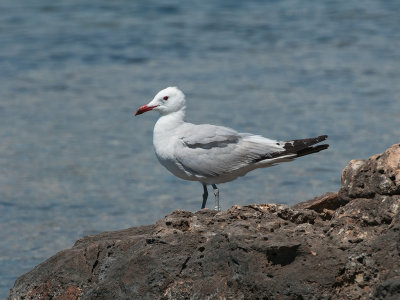 Audouins Gull_036.jpg