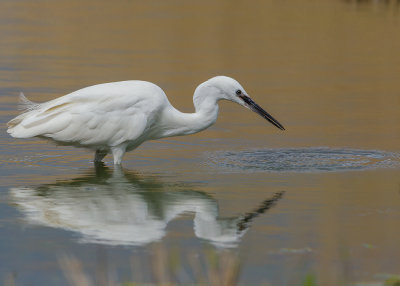 Little Egret Conwy RSPB