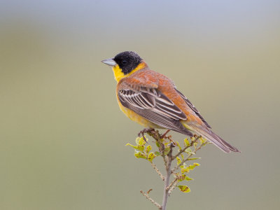 Black-headed Bunting        Lesvos,Greece