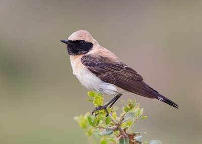 Black-eared Wheatear   Lesvos,Greece