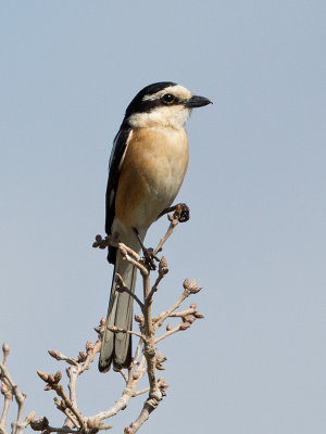 Masked Shrike   Lesvos,Greece