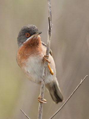 Subalpine Warbler  Lesvos,Greece