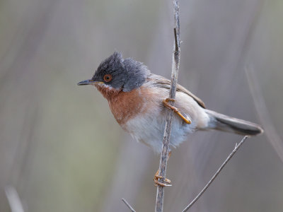 Subalpine Warbler  Lesvos,Greece