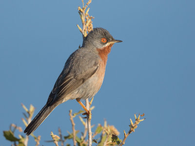 Subalpine Warbler  Lesvos,Greece