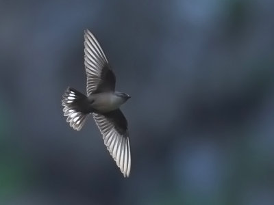 Crag Martin   Bulgaria