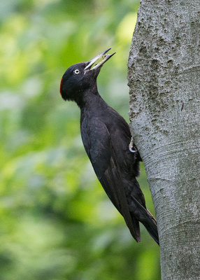 Black Woodpecker   Bulgaria