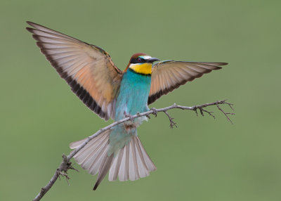 European Bee-Eater    Bulgaria