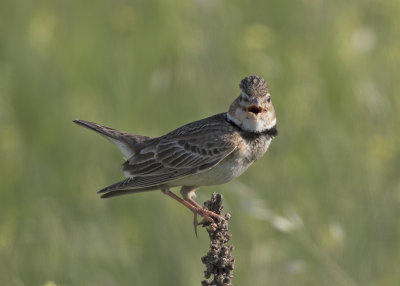 Calandra  Lark    Bulgaria