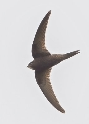 Common Swift   Wales