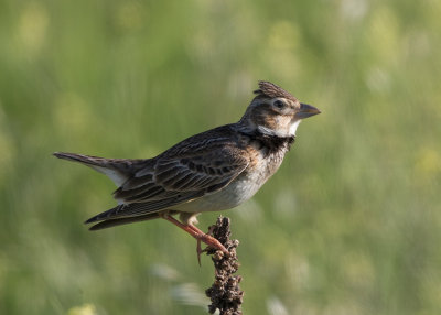 Calandra  Lark    Bulgaria